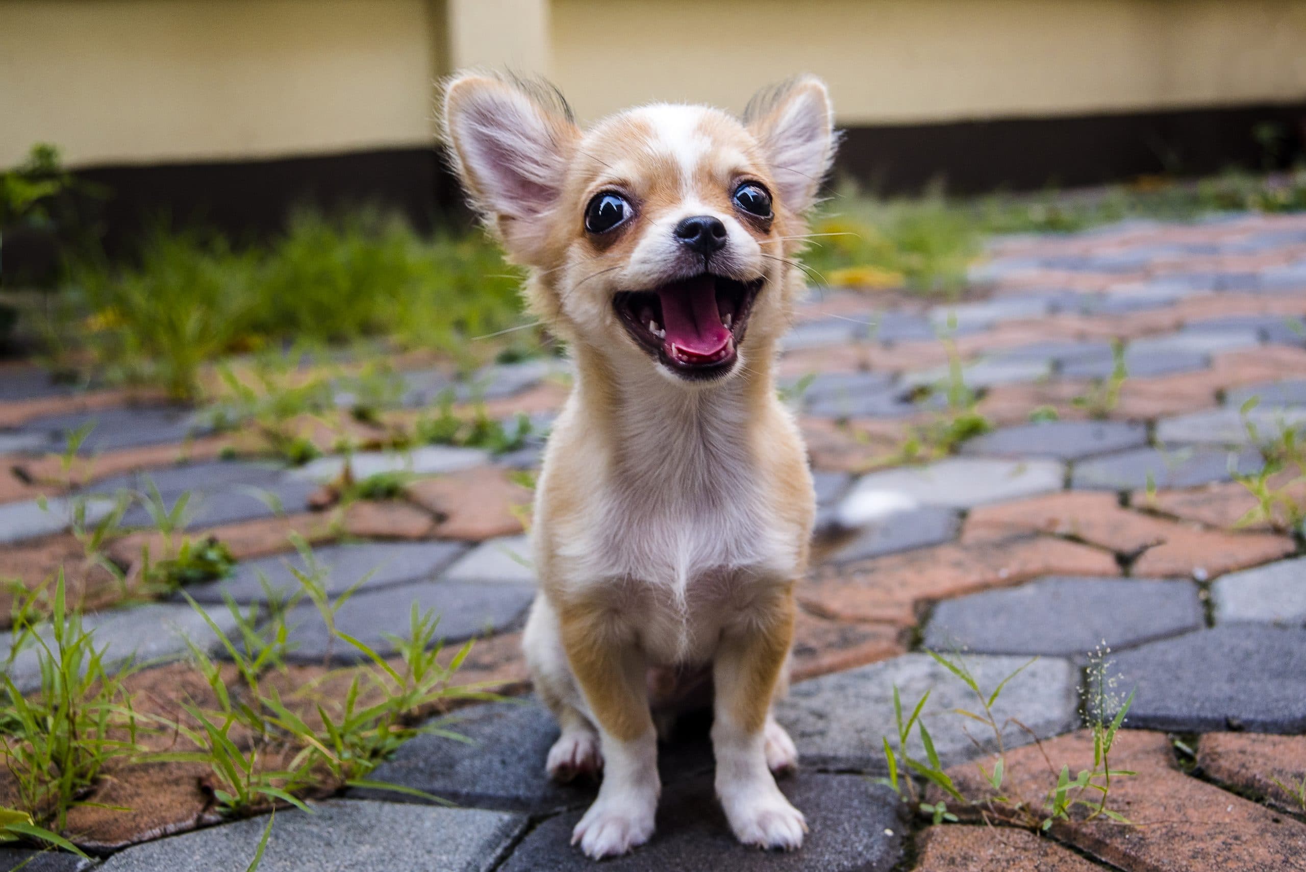 3 important things that you should know about your Chihuahua Ganador